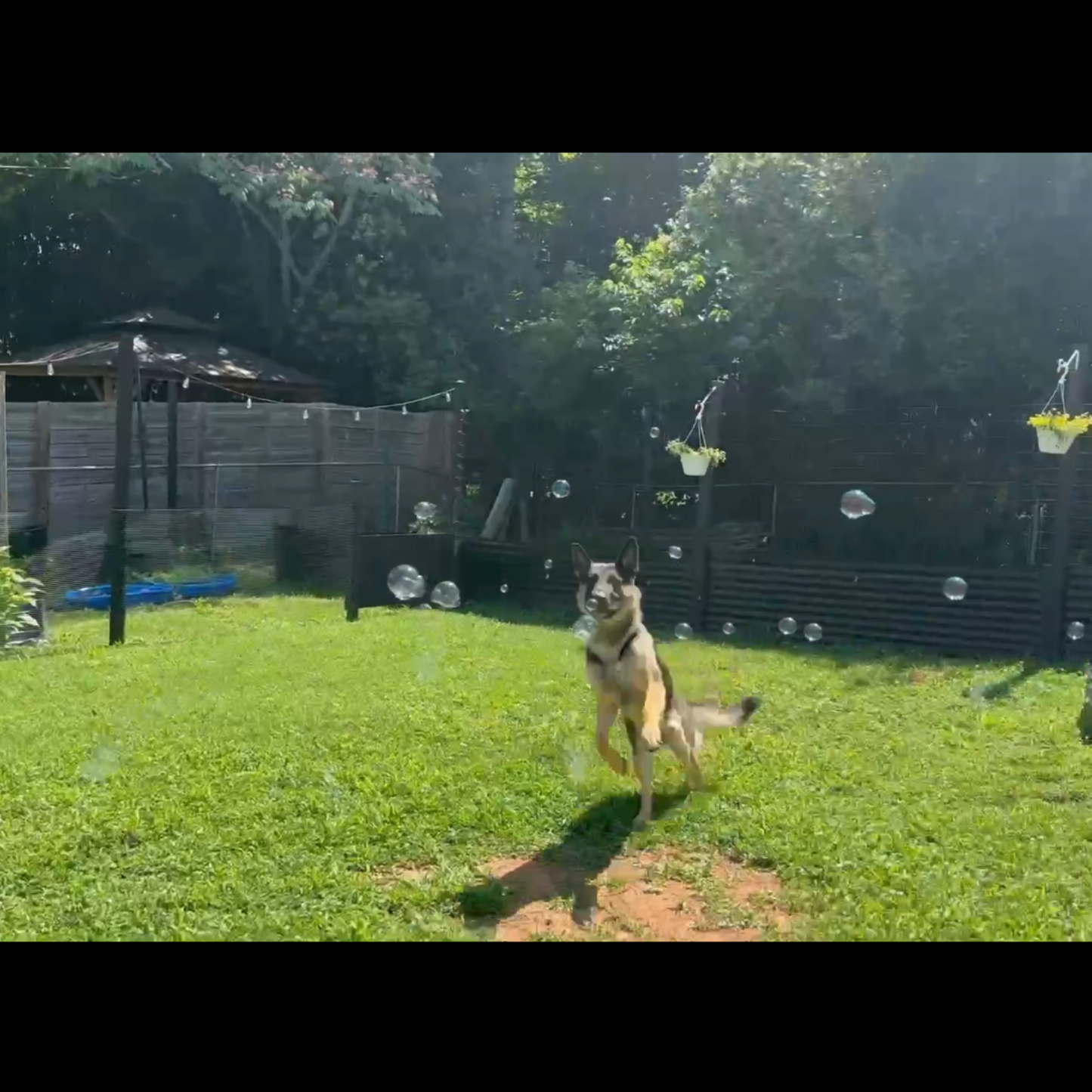 Flavored Bubbles for Dogs