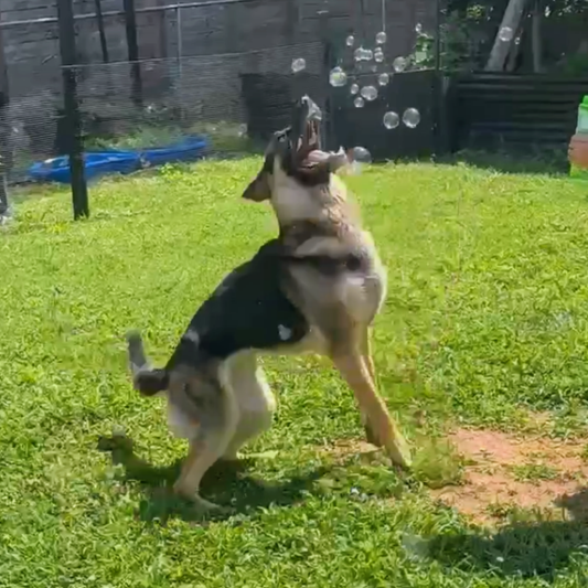 Flavored Bubbles for Dogs
